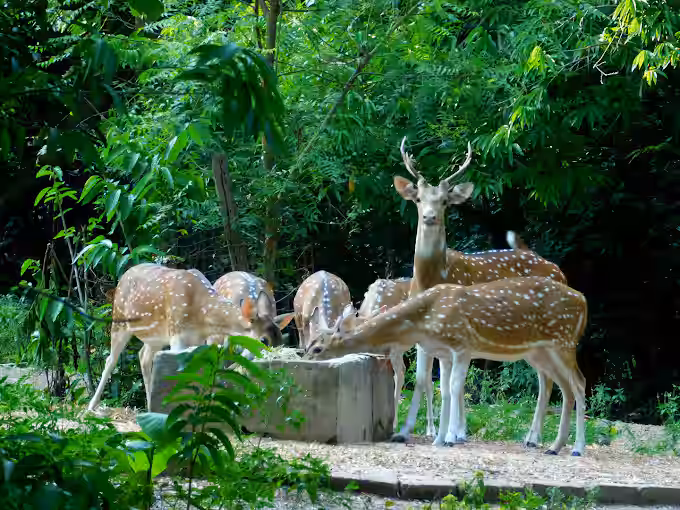 Nature trail at Ballavpur Wildlife Sanctuary